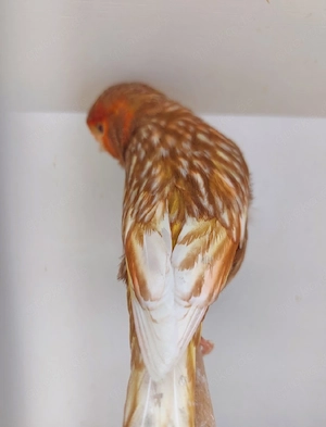 Phaeo Kanarienvogel beige   rot männchen