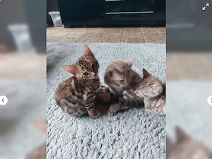 Reinrassige liebevolle Bengal Kitten abzugeben.