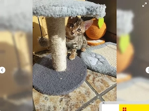 Reinrassige liebevolle Bengal Kitten abzugeben.