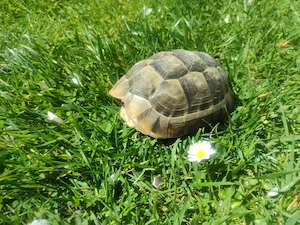 Landschildkröte Testudo graeca