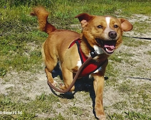 FINLEY    wünscht sich  so sehr sein eigenes Zuhause