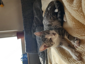 Liebevolle Hauskatze Liv  