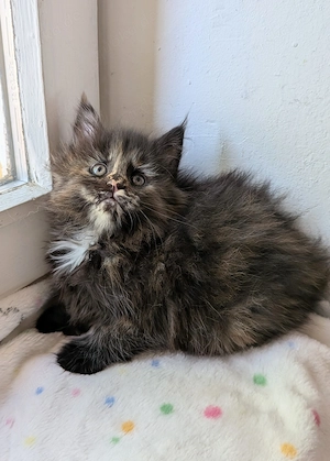 Maine Coon Kitten suchen neues Zuhause 