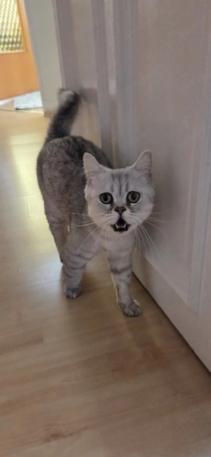 Britisch Katze 