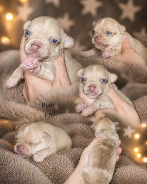 Wunderschöne Chihuahua Welpen in kh und Lh 