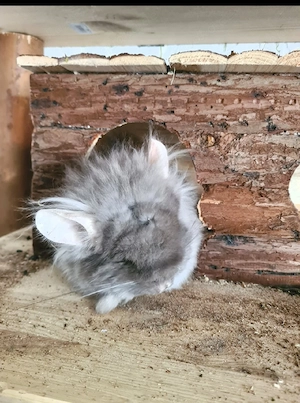 Chinchilla weibchen 