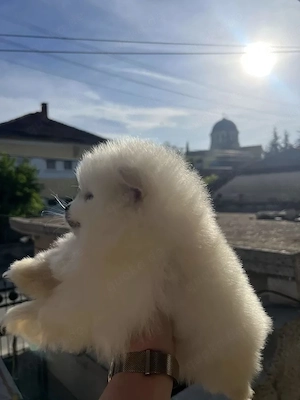 Pomeranian Zwergspitz