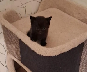 Unsere süßen Britisch Kurzhaar (BKH) Kitten suchen ein liebevolles neues Zuhause   