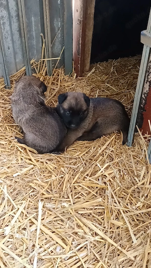 Belgische Schäfferhunde Welpen