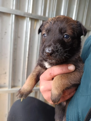 Wachhund   Belgische Schäferhunde   Welpen