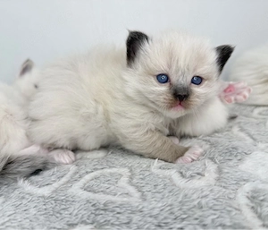 Heilige Birma x Ragdoll Kitten