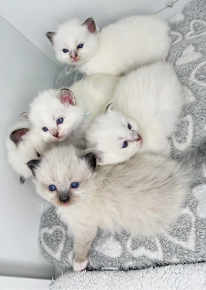 Heilige Birma - Ragdoll Kitten