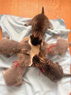    Wunderschöne, liebevolle Kitten suchen ein Zuhause    Bild 2