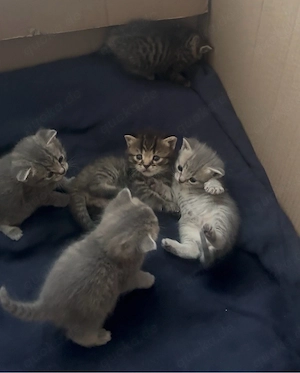    Wunderschöne, liebevolle Kitten suchen ein Zuhause    Bild 3