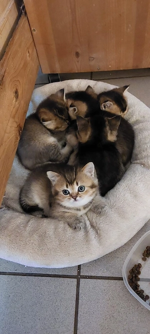 Britisch Kurzhaar Kitten