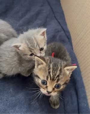    Wunderschöne, liebevolle Kitten suchen ein Zuhause    Bild 4