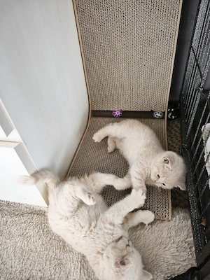 Bkh tabby Creme beige
