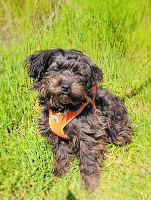 Aria sucht ein Körbchen  Bild 2