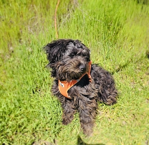 Aria sucht ein Körbchen  Bild 5