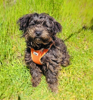 Aria sucht ein Körbchen 