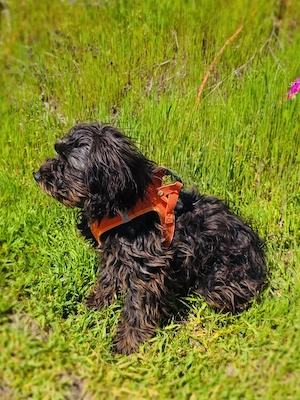 Aria sucht ein Körbchen  Bild 3