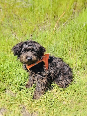 Aria sucht ein Körbchen  Bild 4