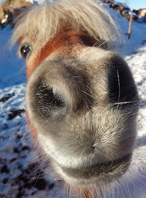 Reitanfänger- Neueinsteiger- Späteinsteiger