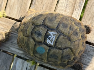 Griechische Landschildkröten suchen neues Zuhause
