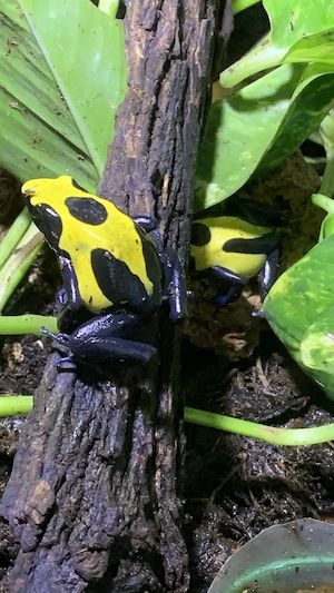 Zuchtpaar Tinctorius Citronella 24