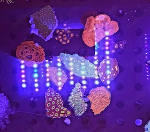 Bis zu 25%!!! Acropora, Euphyllia, Goniopora, LPS, SPS, Zoas, Korallen, Meerwasser