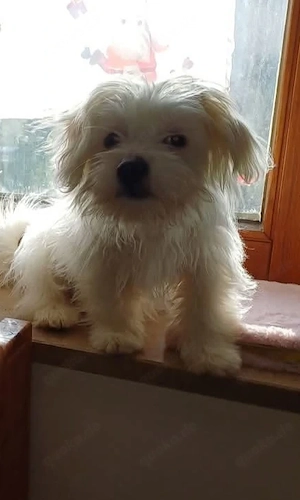 Hündin 5 Monate  Bild 3