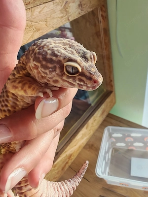 Leopardgecko pärchen