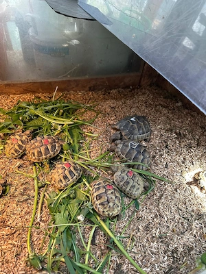 Griechische Landschildkröten, NZ 2024, zu verkaufen 