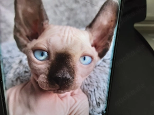 Kanadischen Sphynx Kitten  Allergiefreie reinrassige mit Stammbaum 