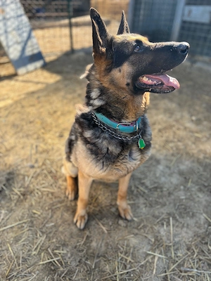 *BLACK* Der Rüde sucht eine Familie, die mit ihm konsequent üben und klare Ansagen machen