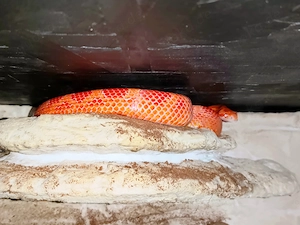 Verkaufe Terrarium mit kompletter Ausstattung und Fire Kornnatter (NZ24) Bild 3