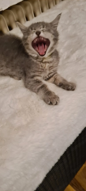 kitten russischblaumix, Katzenbabys 