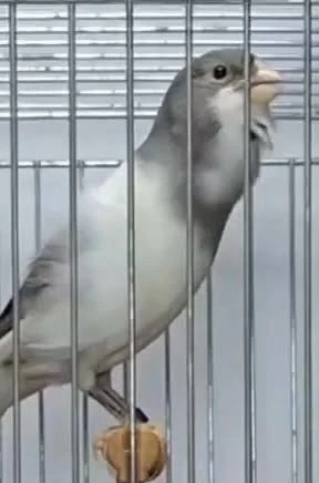 kanarien vogel suche Timbrado 