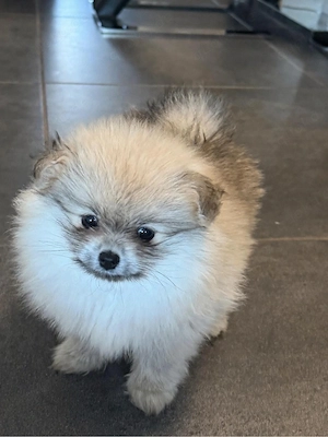 Pomeranian Zwergspitzwelpen