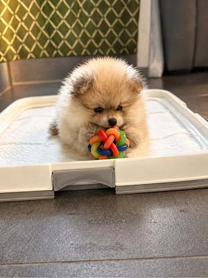 Pomeranianwelpen