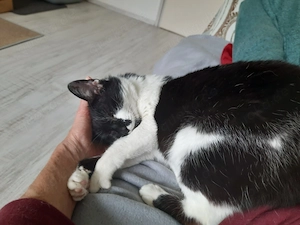 Sweety   liebe, ruhige Katze sucht Zuhause mit Balkon (München)