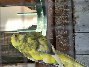 Singsittiche abzugeben 