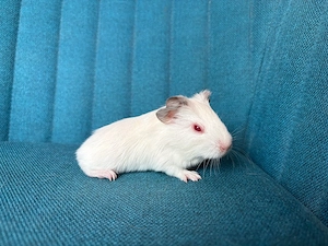 Meerschweinchen Mädchen Himalaya