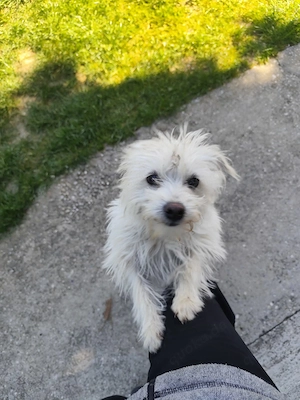 *ESTA* Dieses liebe Energiebündel ist freundlich und sehr sozial zu Artgenossen und den Menschen