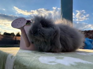 Minilops Teddywidde,Löwenwidder