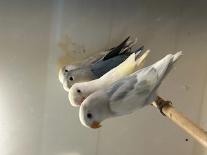 Nestjunge Rosenköpfchenbabys abzugeben 