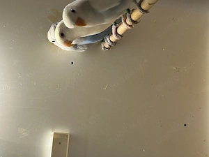 Nestjunge Rosenköpfchenbabys abzugeben  Bild 3