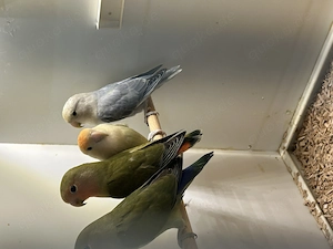 Nestjunge Rosenköpfchenbabys abzugeben  Bild 4