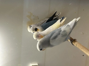 Nestjunge Rosenköpfchenbabys abzugeben  Bild 2