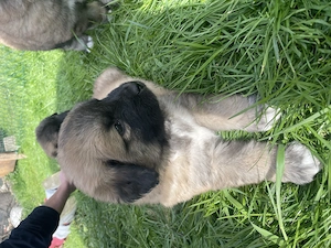 Leonberger Welpen Mix Leonbergerwelpen 24.3.